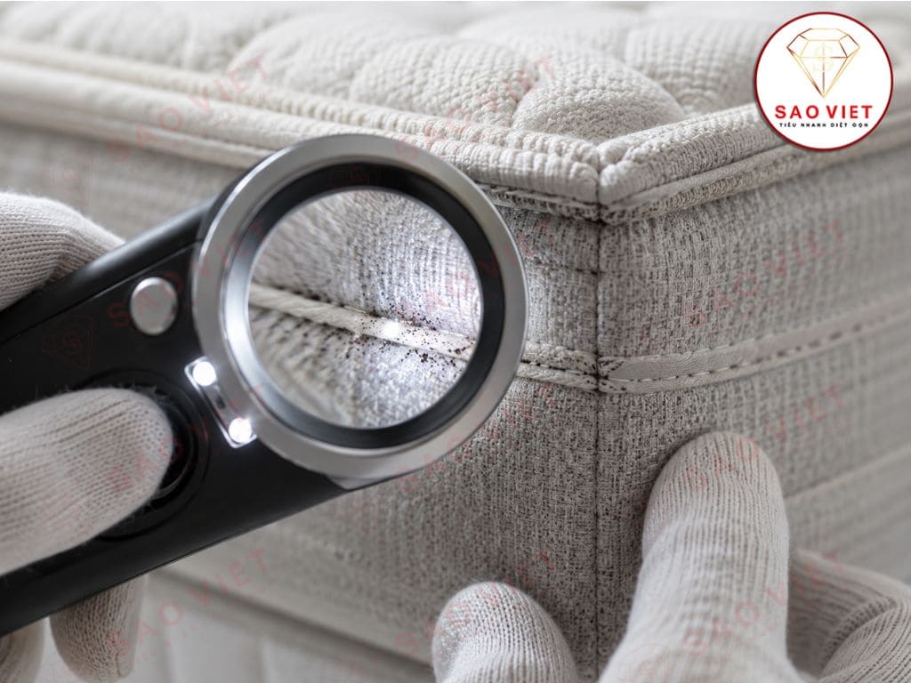 Kiểm soát mạt bụi và dịch hại giường nệm khách sạn 5 sao