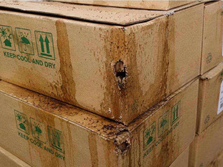 Bao bì carton bị hư hại và hoen ố do chất dịch tiết ra từ cuốn chiếu trú ẩn