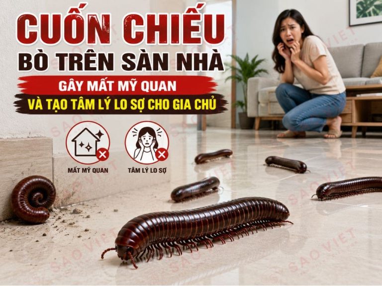 Cách đuổi cuốn chiếu ra khỏi phòng ngủ triệt để tại nhà 1 Cuốn chiếu bò trên sàn nhà gây mất mỹ quan và tạo tâm lý lo sợ cho gia chủ