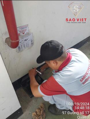 Cần lựa chọn vị trí phù hợp để bẫy chuột