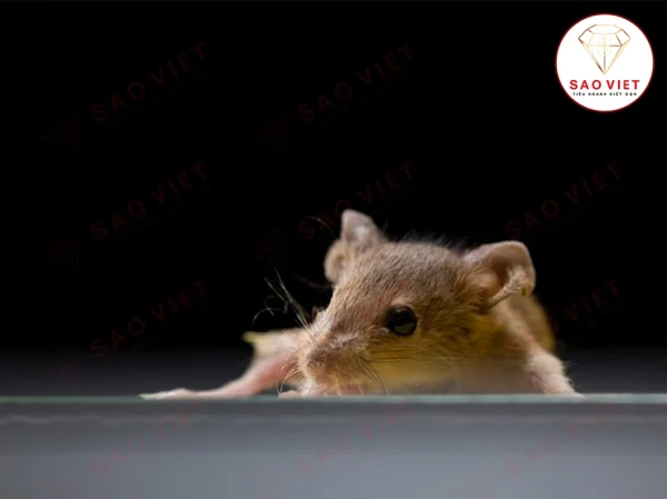 Bẫy chuột keo dính