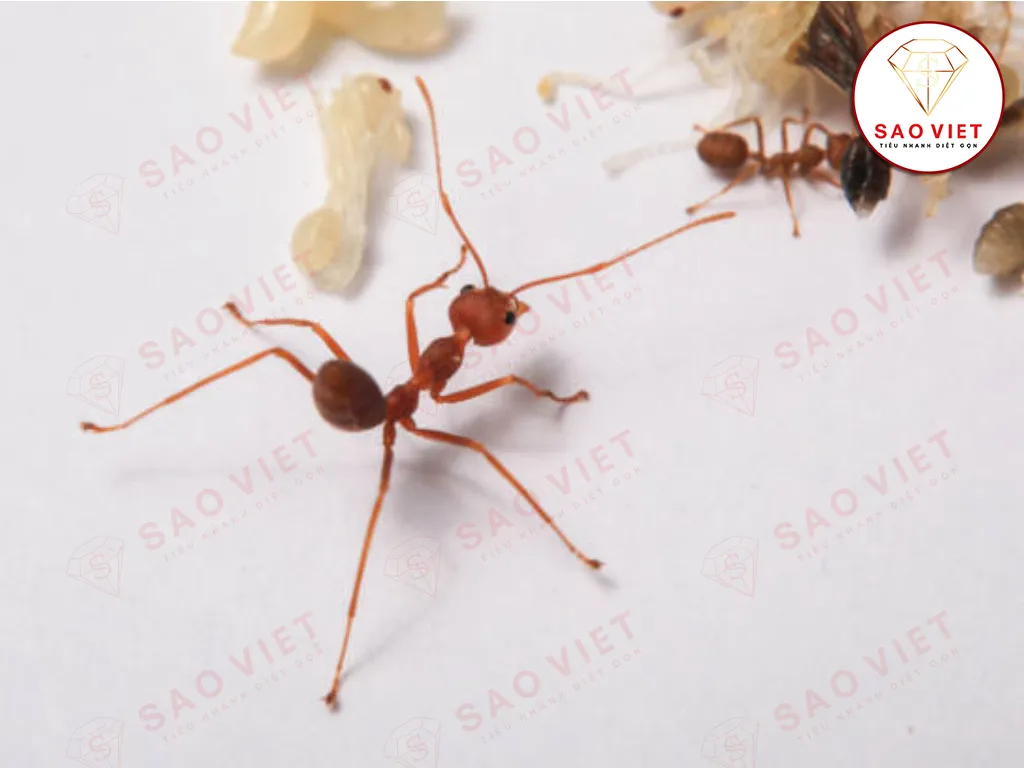 Cách diệt kiến lửa trong nhà hiệu quả và an toàn nhất hiện nay 5 Kiến lửa trong nhà rất nguy hiểm, đặc biệt với gia đình có trẻ em