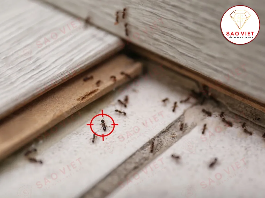 Cách diệt kiến vĩnh viễn - Giải pháp hiệu quả và an toàn nhất 3 Cách diệt kiến trong nhà