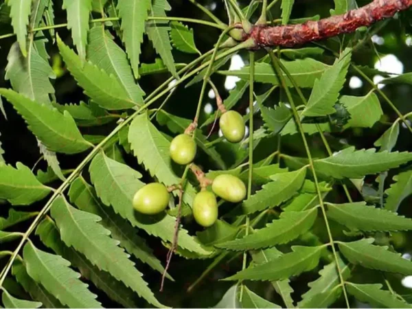 Diệt mối bằng lá xoan Diệt mối bằng lá xoan