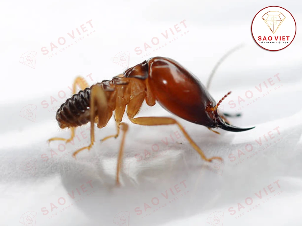 Cách diệt mối bằng muối - Giải pháp đơn giản, hiệu quả tại nhà 9 Có thể diệt mối bằng muối