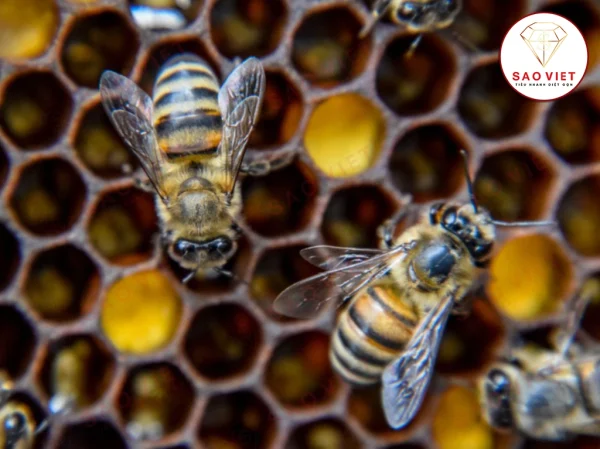 Ong ruồi có sản lượng mật thấp, tiềm ẩn nguy hiểm nên cần tìm cách đuổi đi Ong ruồi có sản lượng mật thấp, tiềm ẩn nguy hiểm nên cần tìm cách đuổi đi