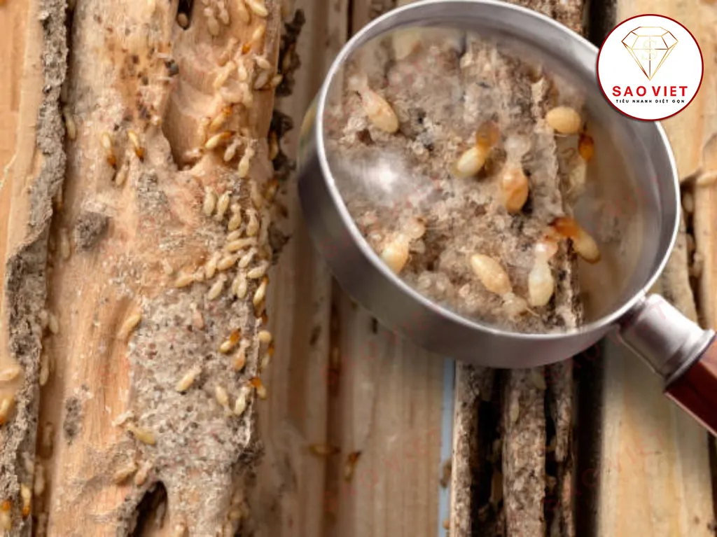 Con mối ăn gì? Giải đáp chi tiết chế độ ăn của "Kẻ hủy diệt thầm lặng" 8 Con mối thích ăn gỗ
