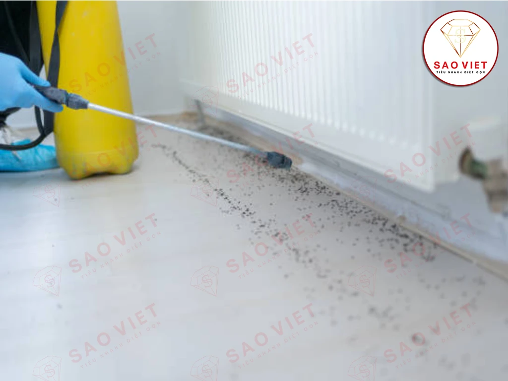 Dịch vụ diệt kiến tận gốc - Sao Việt Pest 2 Dịch vụ diệt kiến