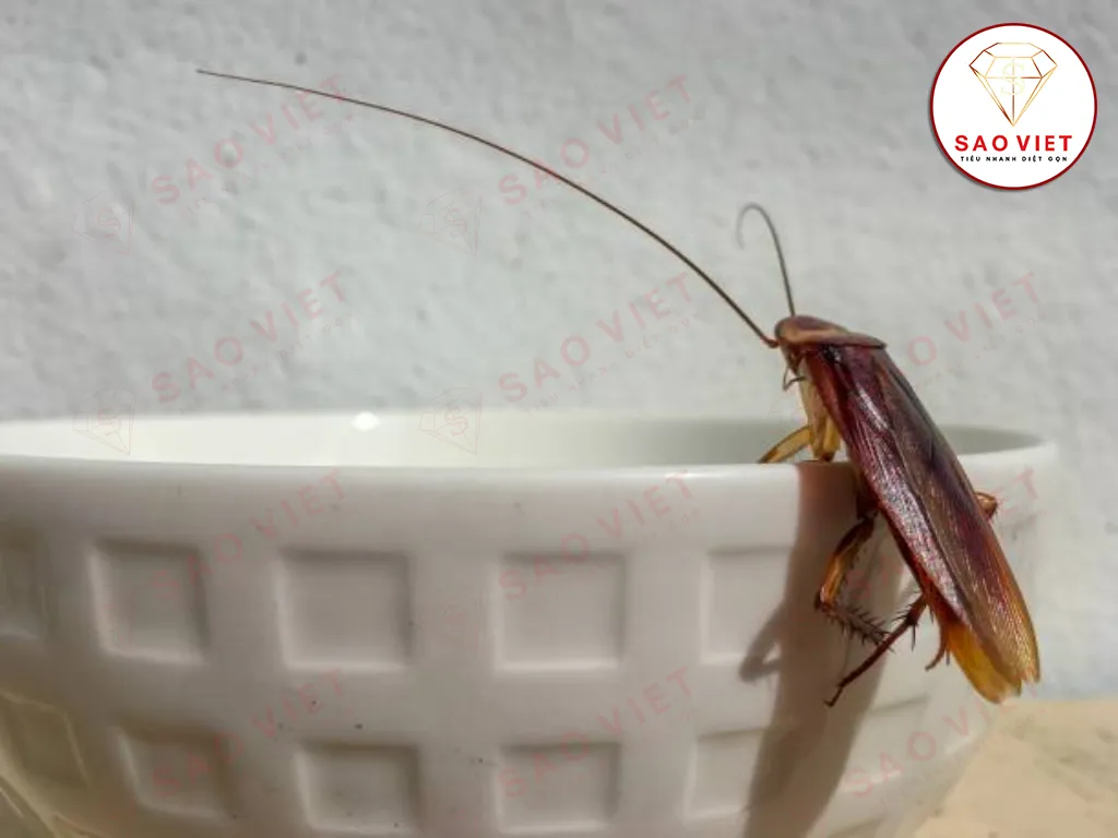 Gián bay vào nhà - Nguyên nhân và cách xử lý hiệu quả 2 Gián bay vào nhà gây mất vệ sinh
