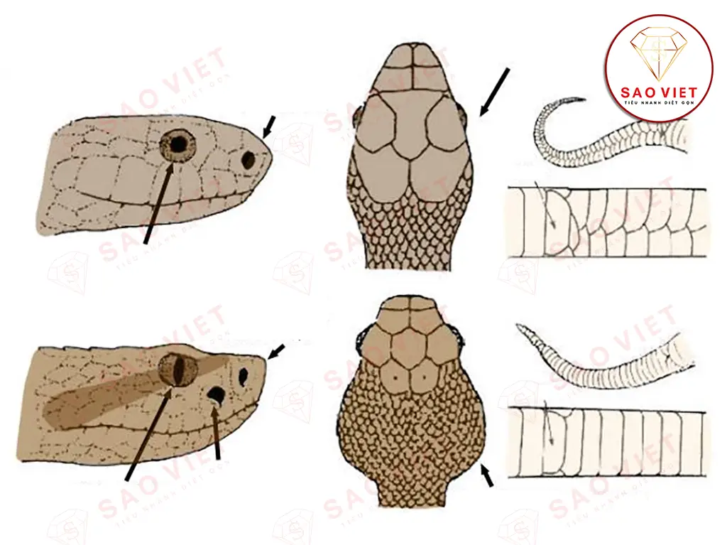 Phân biệt rắn độc và không độc