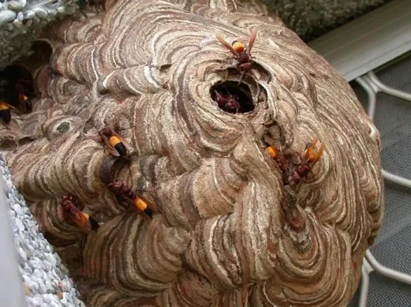 Hình tổ ong bắp cày