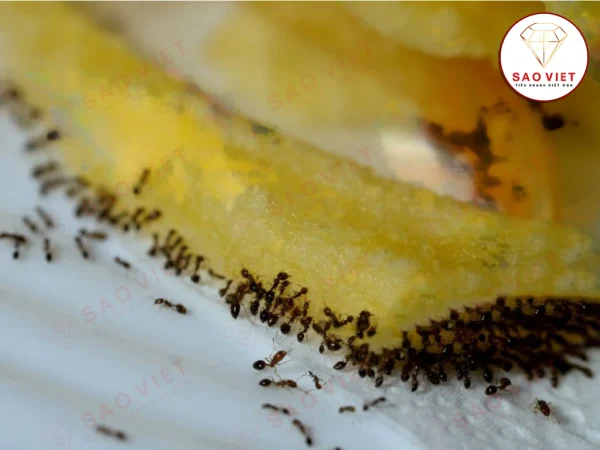 Kiến hôi ăn thức ăn gây mất vệ sinh