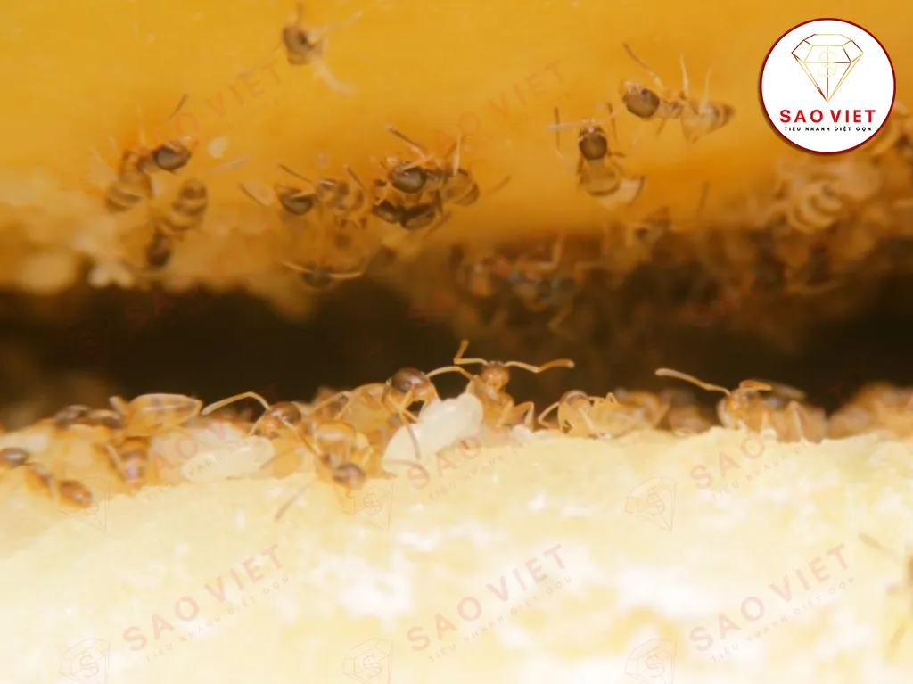 Kiến hôi - Mối đe dọa trong nhà bạn và cách xử lý hiệu quả 5 Kiến hôi