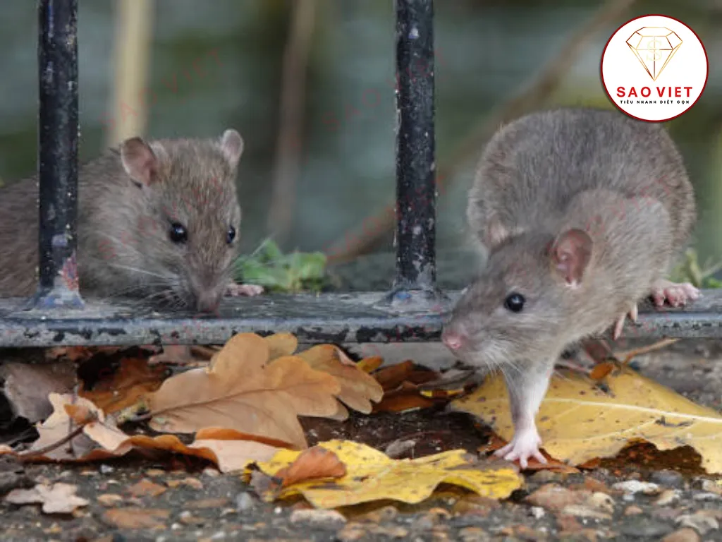 Mẹo đuổi chuột hiệu quả và an toàn - Sao Việt Pest 7 Mẹo đuổi chuột hiệu quả