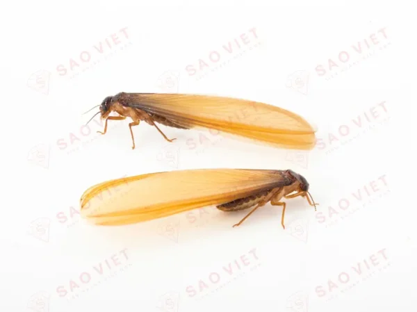 Mối cánh là gì? Điều cần biết và cách diệt mối cánh hiệu quả 10 Con mối cánh