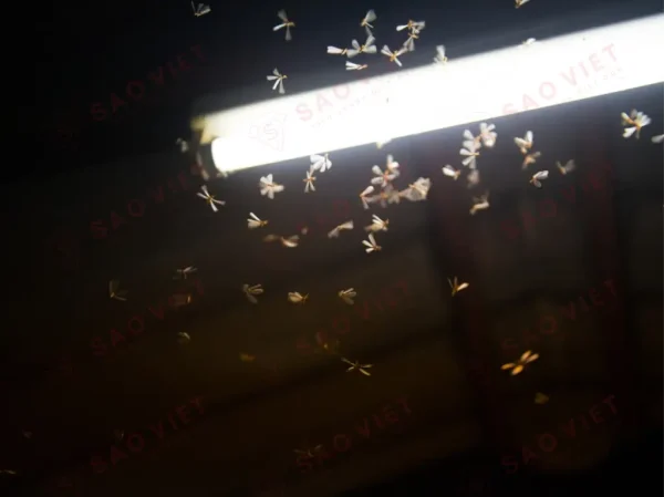 Mối cánh là gì? Điều cần biết và cách diệt mối cánh hiệu quả 17 Mối cánh bị thu hút từ ánh sáng của bóng đèn