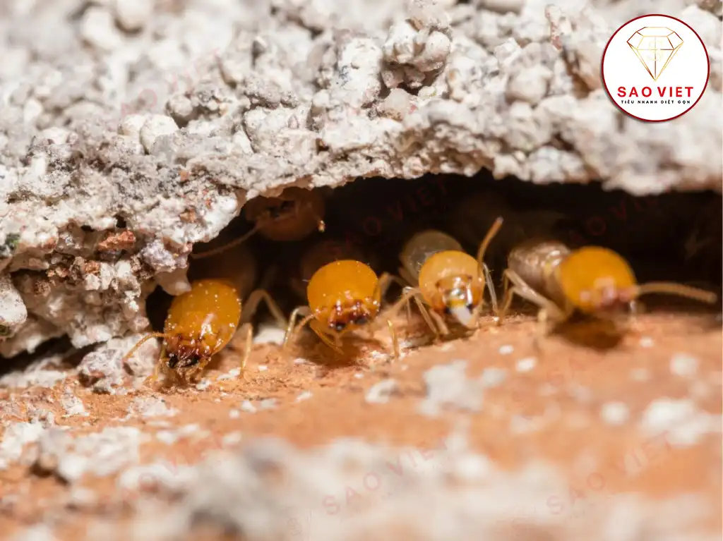 Diệt mối dưới nền nhà - Sao Việt Pest (dịch vụ uy tín, giá rẻ, bảo hành dài hạn) 9 Mối dưới nền nhà