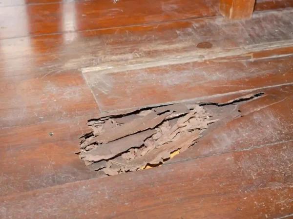 Mối cánh là gì? Điều cần biết và cách diệt mối cánh hiệu quả 15 Sàn nhà gỗ bị sập vì bị mối ăn