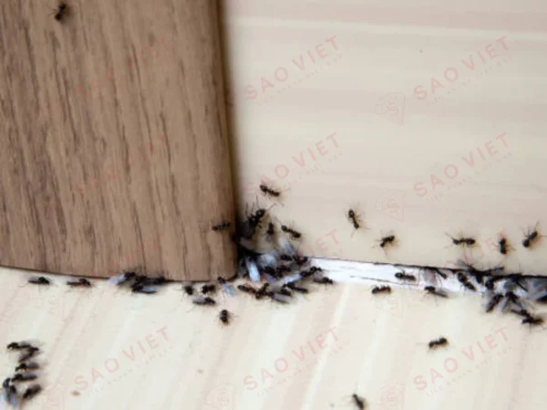 Nhà nhiều kiến do nhiều nguyên nhân