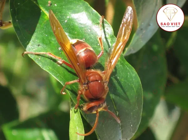 Ong bắp cày
