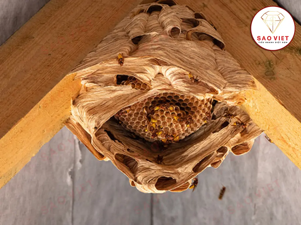 Ong vào nhà làm tổ là điềm gì