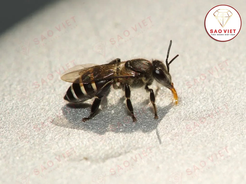 Ong ruồi đen