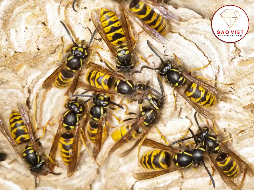 Ong vàng Paravespula