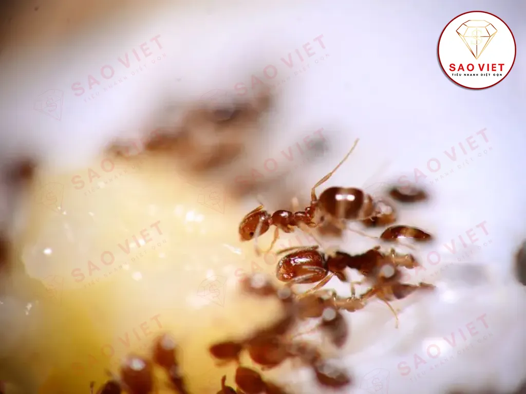 Thuốc diệt kiến sinh học: Giải pháp an toàn cho gia đình bạn 1 Thuốc diệt kiến sinh học