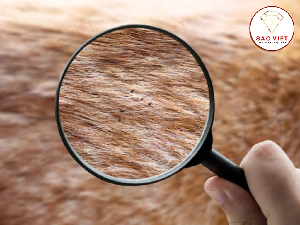 Bọ chét sợ gì nhất? Giải đáp chi tiết và cách phòng tránh hiệu quả 6 Tìm hiểu bọ chét sợ gì nhất giúp đuổi và diệt chúng hiệu quả