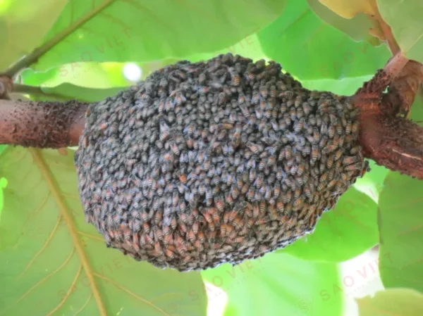 Tổ ong ruồi đen Tổ ong ruồi đen