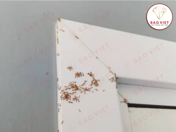 Trong nhà có nhiều kiến nên tìm cách xử lý sớm