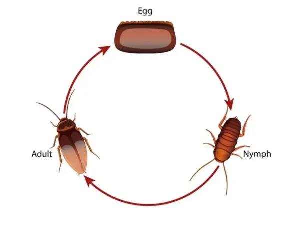 Vòng đời của gián